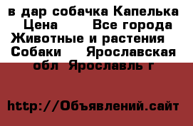 в дар собачка Капелька › Цена ­ 1 - Все города Животные и растения » Собаки   . Ярославская обл.,Ярославль г.